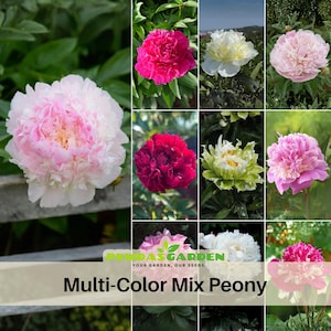 10+ Seeds| Multi-Color MIX Peony Perennial  Seeds- Paeonia - Attract butterflies - Open-Pollinated - Organic - Heirloom -  #B000