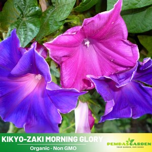 thumbnail image 2 of Landscaper's Pack – 300 Non-GMO Morning Glory Seeds (Attracts Pollinators & Hummingbirds) 2 of 6