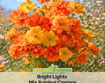 Bright Lights Mix Sulphur Cosmos Seeds ~ Authentic ~ GMO Free ~Flower seeds~ Vegetable seeds~ Asian Garden~ Flowers~ Herbs