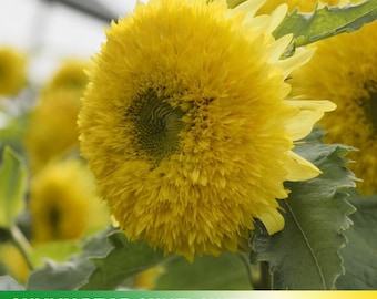 25+ Seeds|Gummy Bear Sunflowers Seeds - Helianthus annuus - Open-Pollinated - Organic - Heirloom - Mix Seeds to Plant -  E010