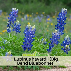 May include: A cluster of vibrant bluebonnet flowers, Lupinus havardii, with green foliage. The image features several stalks of the Texas wildflower, with a blurred background of green and yellow. The text "Lupinus havardii (Big Bend Bluebonnet)" is displayed at the bottom.