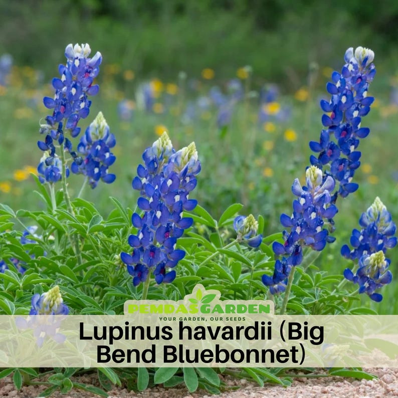 May include: A cluster of vibrant bluebonnet flowers, Lupinus havardii, with green foliage. The image features several stalks of the Texas wildflower, with a blurred background of green and yellow. The text "Lupinus havardii (Big Bend Bluebonnet)" is displayed at the bottom.