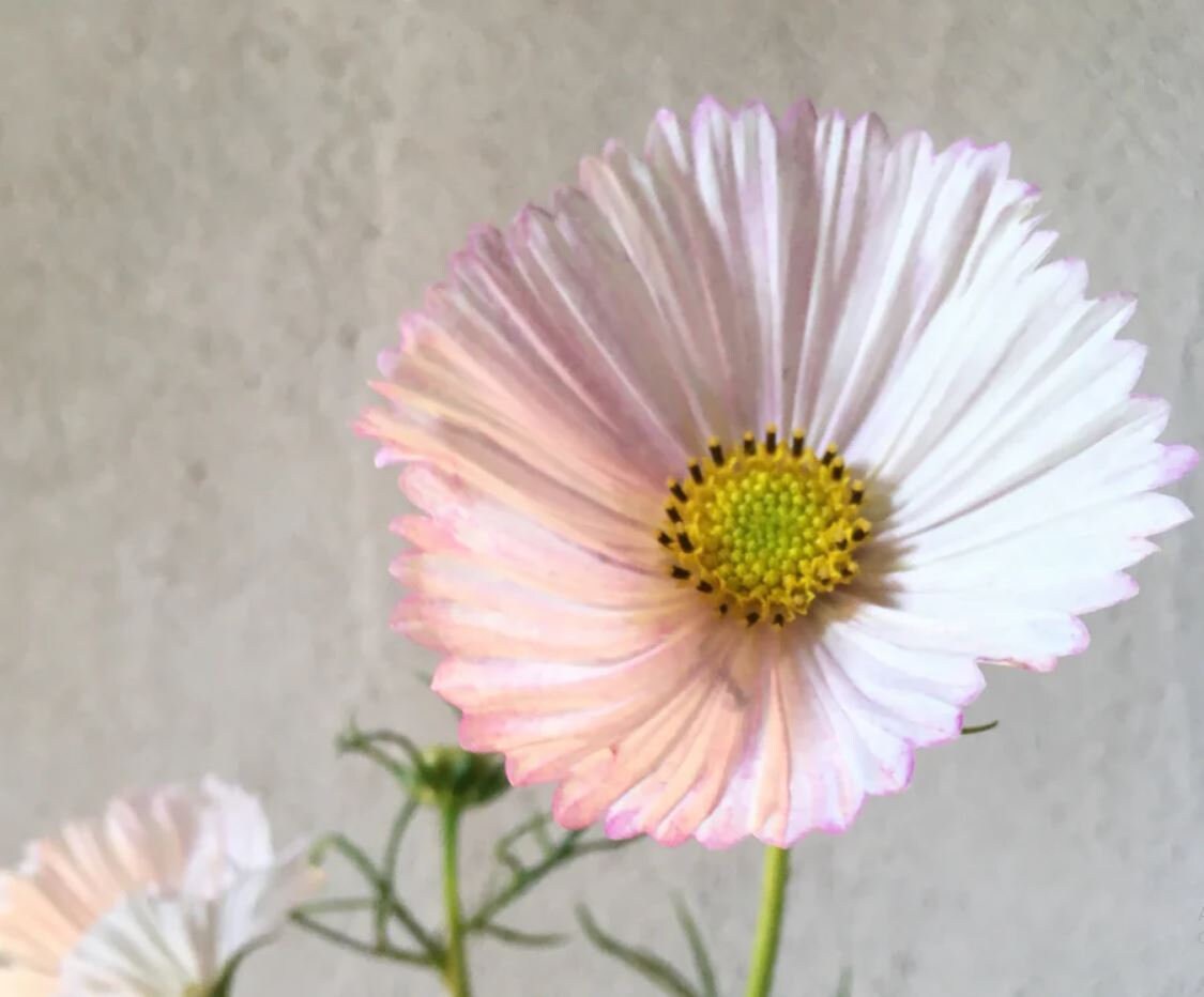 50 Seeds Cupcakes and Saucers Mix Cosmos Seeds Authentic Etsy