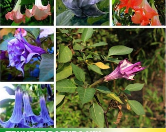 25+ Seeds-Moon Trumpet Perennial Mix Seeds -Authentic - Open-Pollinated - Organic - Heirloom - Flower Seeds - Mix Seeds to Plant -