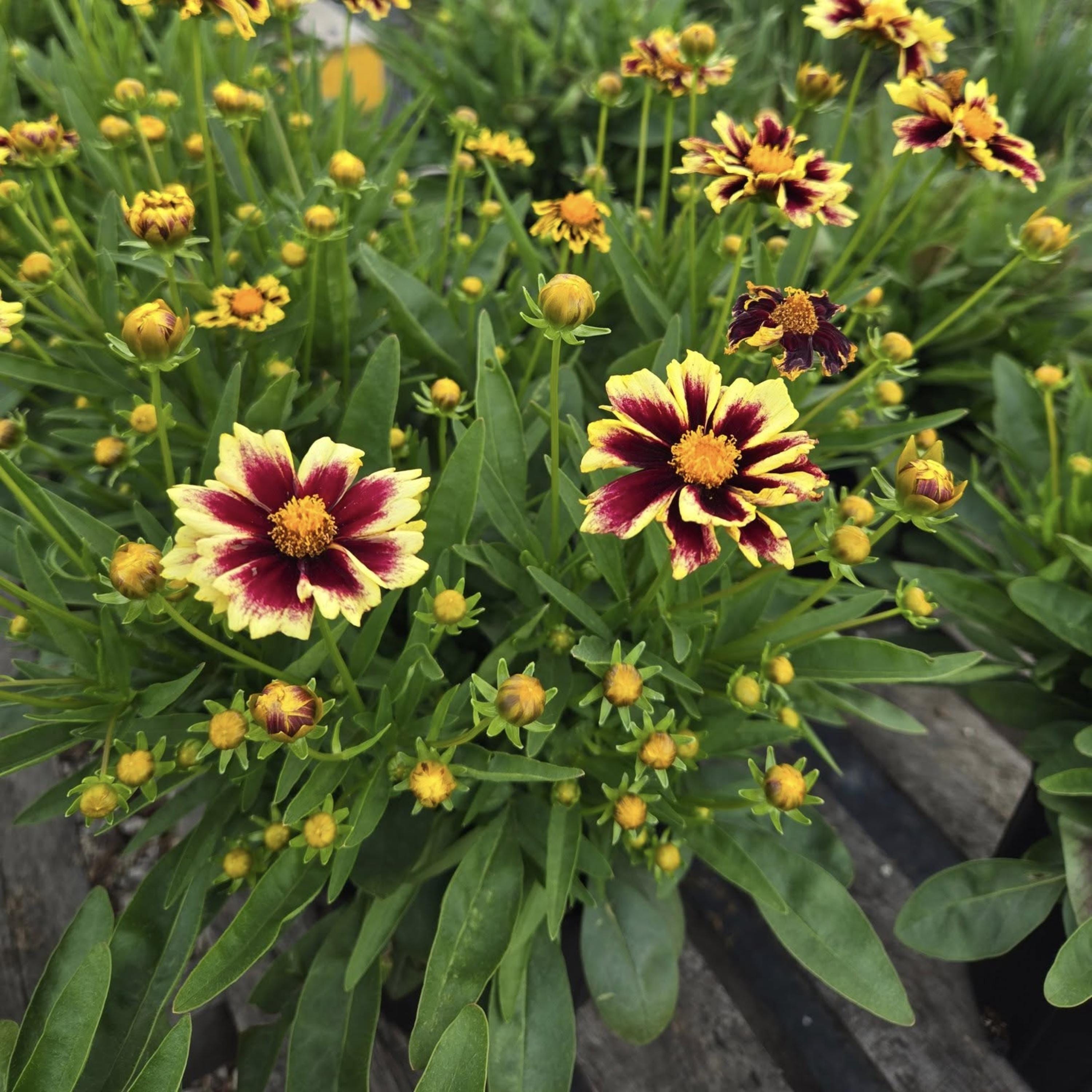 Solar Fancy Coreopsis Seeds – Coreopsis Grandiflora – Yellow & Red