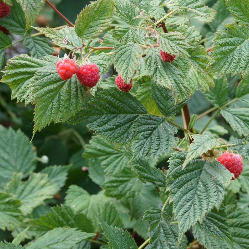 35 Red Raspberry Seeds – Rubus Idaeus – Organic Fruit Seeds for Sweet ...