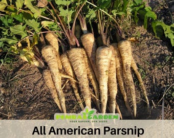 10 Seeds| All American Parsnip Seeds - Heirloom Root Vegetable - Non-GMO- Open-Pollinated - Asian Garden -Organic - Vegetables Seeds - #6046