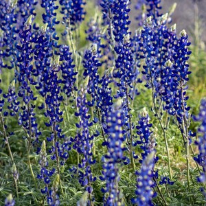 May include: A field of vibrant bluebonnet flowers in full bloom. The tall, slender stalks are covered in small, deep blue flowers with white tips, creating a dense and colorful display. Green foliage provides a contrasting backdrop to the bright blooms.