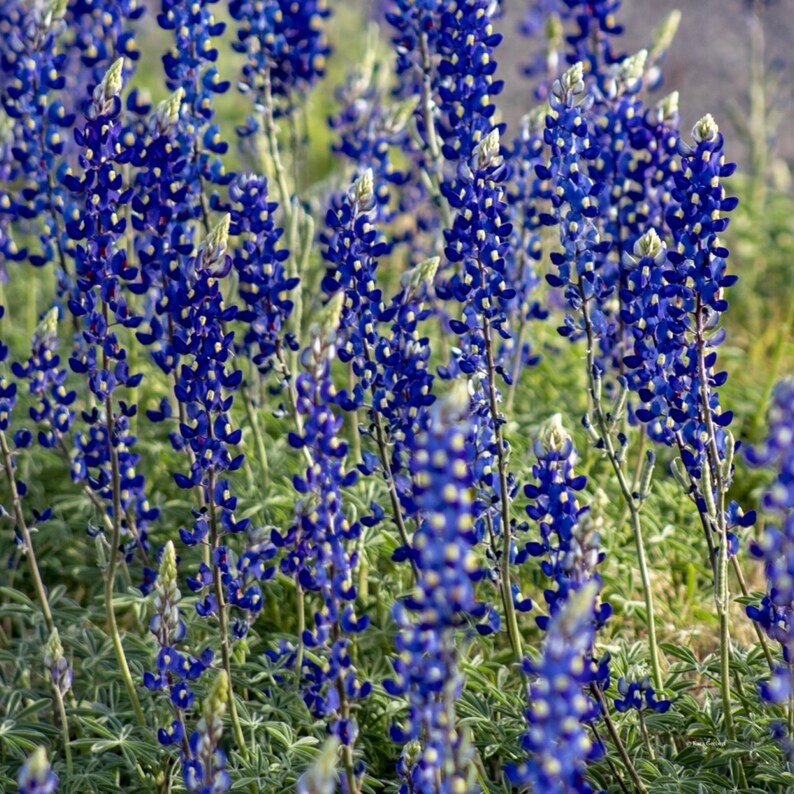 May include: A field of vibrant bluebonnet flowers in full bloom. The tall, slender stalks are covered in small, deep blue flowers with white tips, creating a dense and colorful display. Green foliage provides a contrasting backdrop to the bright blooms.