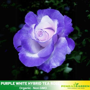 30+ Seeds|Purple White Hybrid Tea Flower Rose Seeds - Authentic Seeds - Perennial~GMO Free~~Flower seeds ~ Asian Garden~ Herbs  #1094