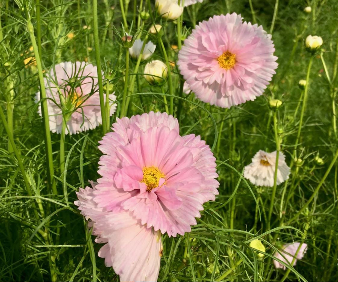50 Seeds Cupcakes and Saucers Mix Cosmos Seeds Authentic - Etsy