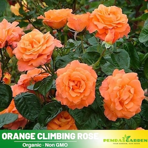 30+ Seeds|Orange Climbing Rose Perennial  Flower - Authentic Seeds - Perennial~GMO Free~~Flower seeds ~ Asian Garden~ Herbs  #1105