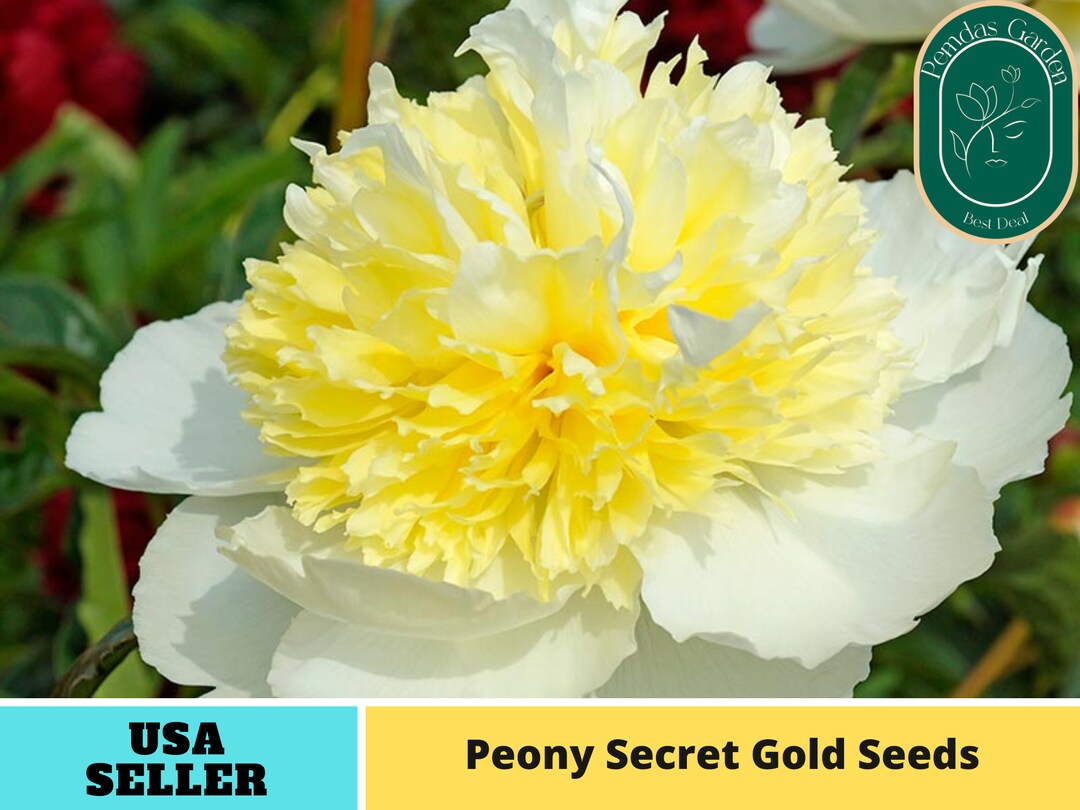10 Seeds Secret Gold Peony Seeds Authentic Seeds Perennial GMO Free flower Seeds Vegetable Seeds