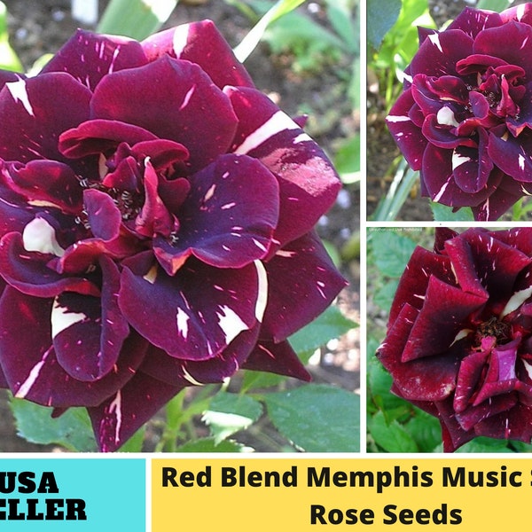 30+ Seeds| Red Blend Memphis Music Shrub Rose - Authentic Seeds - Perennial~GMO Free~~Flower seeds ~ Asian Garden~ Herbs B5G1#1065