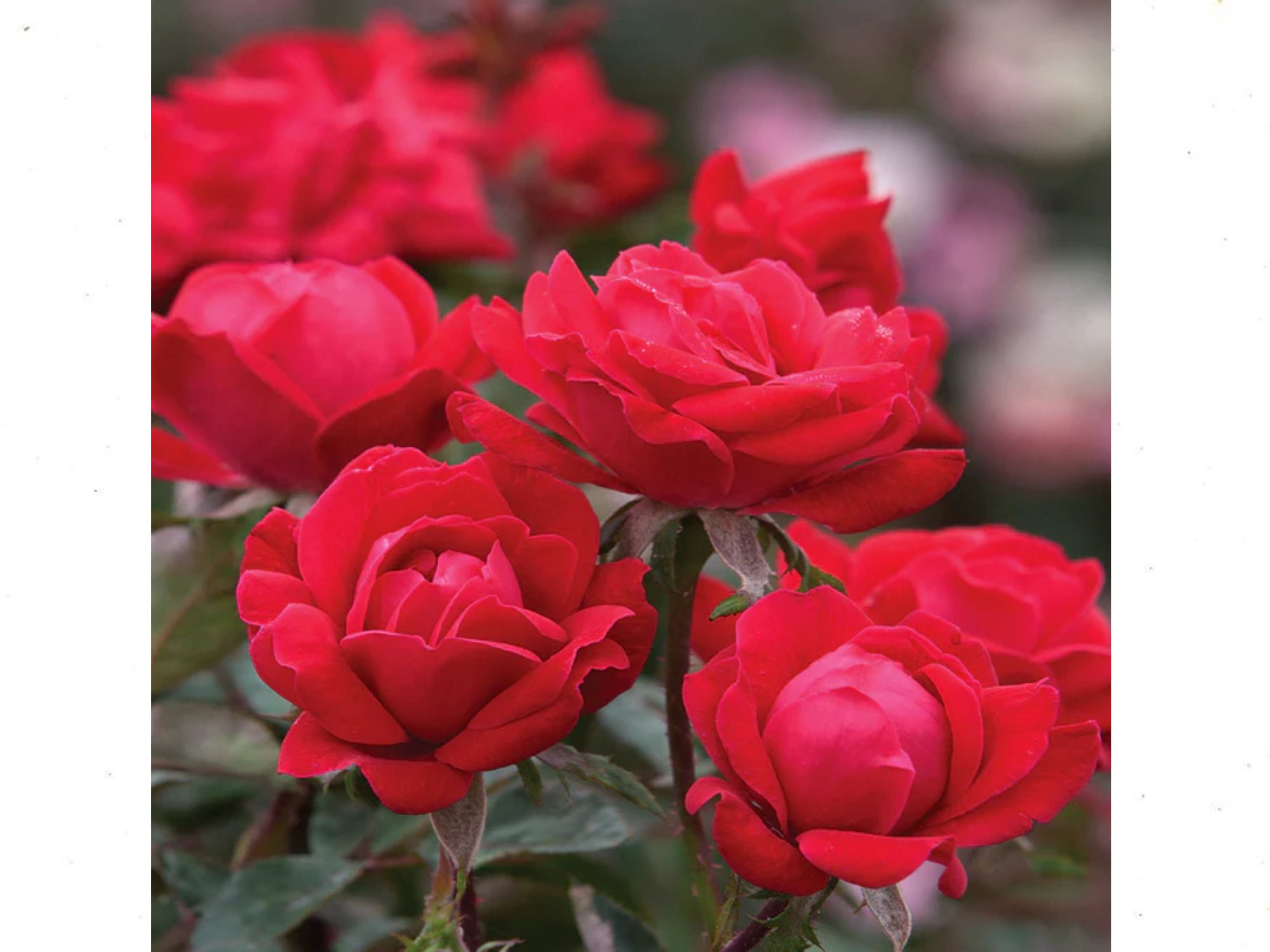 30 +seeds| Red Double Knockout Rose - Authentic Seeds - Perennial