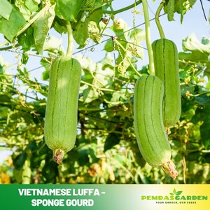 May include: Three green Vietnamese Luffa sponge gourds hanging from vines. The gourds are oblong with vertical ridges. The image includes the text "Vietnamese Luffa - Sponge Gourd" and the logo for Pemdas Garden.