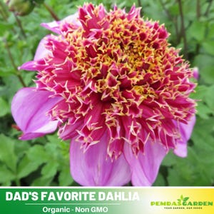 40+ Seeds|  Dad&#39;s Favorite Dahlia Perennial Seeds - Pollinator Friendly- Open Pollinated - Heirloom  - Mix Seeds to Plant -  #D041