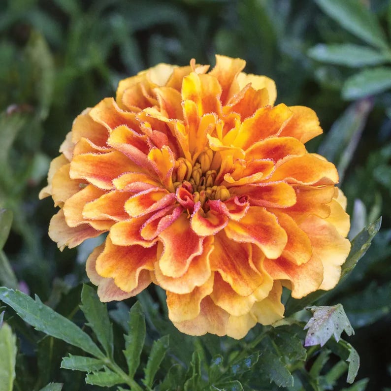 May include: Close-up of a vibrant marigold flower. The petals transition from a deep orange at the center to a bright yellow at the edges. The flower is surrounded by green foliage, creating a striking contrast.