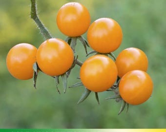 30 Seeds| Gold Nugget Tomato Seeds - Authentic Seeds ~ GMO Free ~ Seeds~Flower seeds~ Vegetable seeds~ Asian Garden~  Herbs   #7023