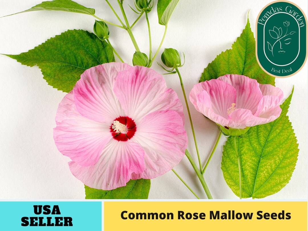 Hibiscus Lasiocarpus (Rose Mallow) Seeds – Grow Native Perennial Flowers