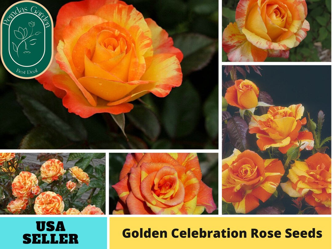 32 Seeds Oranges and Lemons Floribunda Rose Seeds Etsy
