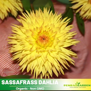 40+ Seeds| Sassafrass Dahlia-Pollinator Friendly- Open Pollinated - Heirloom - Flower Seeds - Mix Seeds to Plant -  #D070