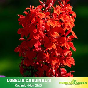 30+ Seeds| Lobelia cardinalis - Cardinal Seeds - Annual- Dwarf -Fast Growing- Open-Pollinating- Plant in before last frost/after frost #11