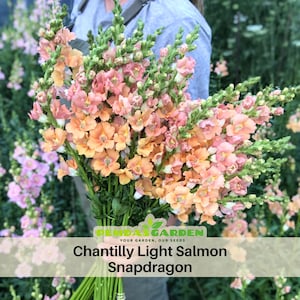 May include: A bouquet of Chantilly Light Salmon Snapdragon flowers. The flowers are a mix of peach, pink, and orange hues, with green stems. The text "PENDAS GARDEN" and "Chantilly Light Salmon Snapdragon" are visible.