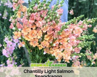 Chantilly Light Salmon Snapdragon Seeds - Cold Resistant -Attracts pollinators - Open-Pollinating -Antirrhinum majus - Balcony Pot