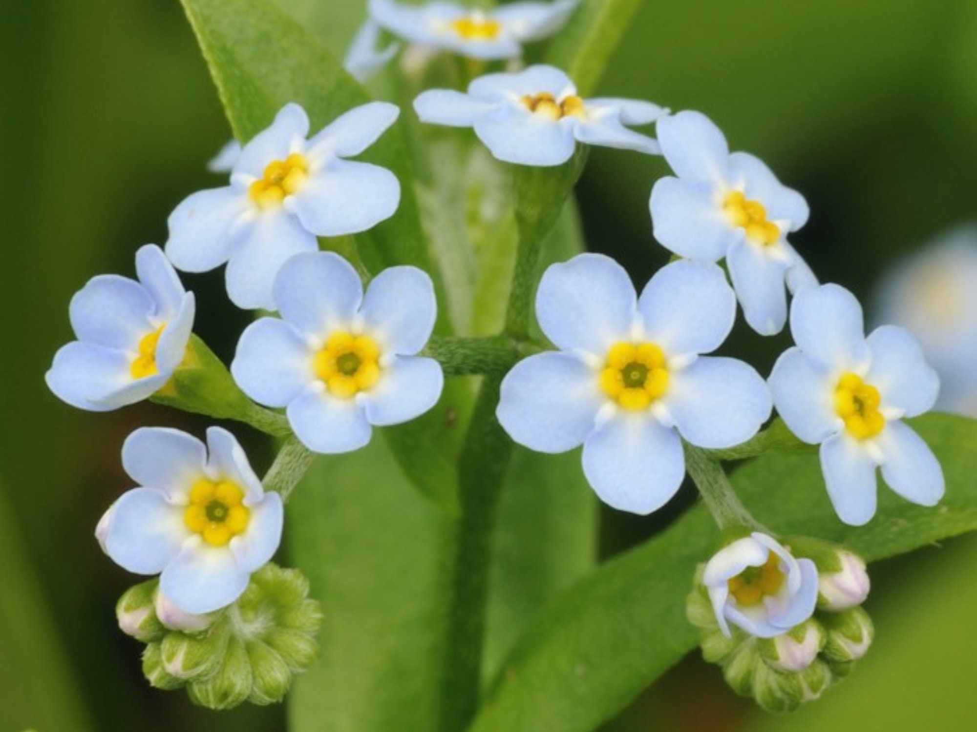Myosotis Scorpioides (water Forget-me-not) Seeds - Open