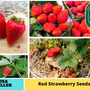 110 seeds Red Strawberry Seeds Authentic Seeds GMO Free SeedsFlower seeds Vegetable seeds Asian Garden Flowers Herbs B5G15006 image 1