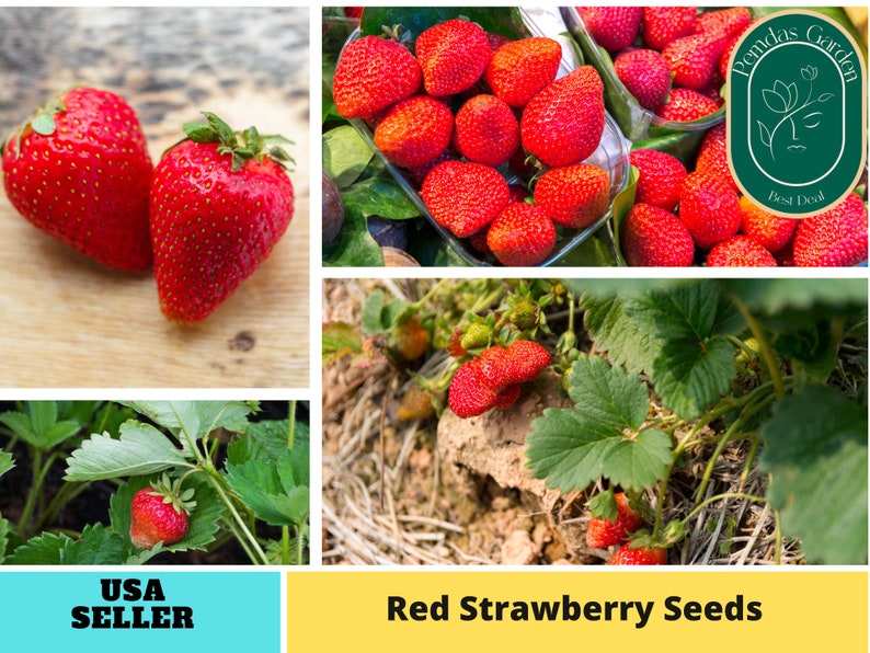 110 seeds Red Strawberry Seeds Authentic Seeds GMO Free SeedsFlower seeds Vegetable seeds Asian Garden Flowers Herbs B5G15006 image 1