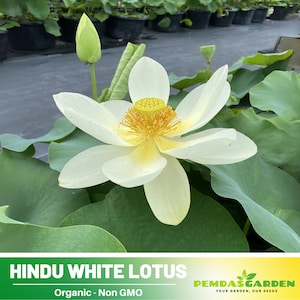 5 Rare Seeds| Hindu White Lotus Seeds  - Indian Lotus (Nelumbo nucifera) Seeds - Flower Seeds -  #Q059