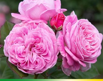 30+ Seeds|Damascena Hybrid Flower Rose Seeds - Authentic Seeds - Perennial~GMO Free~~Flower seeds ~ Asian Garden~ Herbs  #1125
