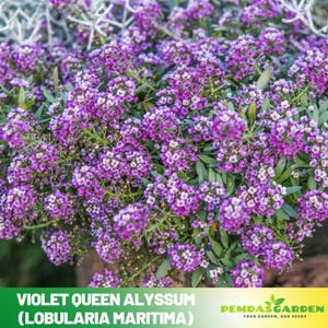 30+ Seeds| Violet Queen Alyssum (Lobularia maritima) Seeds - Cold Resistant -Open-Pollinating -Drought Tolerant -Plant in Early Spring#311
