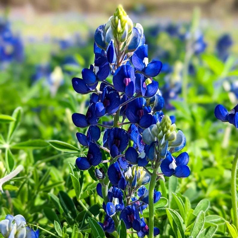May include: Close-up of a vibrant bluebonnet flower in full bloom, showcasing its deep blue petals with hints of purple. The flower stands tall amidst a field of green foliage, bathed in natural sunlight. The image captures the beauty of nature.