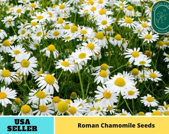 305 Seeds| Chamomile Roman Seeds- Authentic Seeds ~ GMO Free ~ Seeds~Flower seeds~ Vegetable seeds~ Asian Garden~ Flowers~ Herbs B5G1