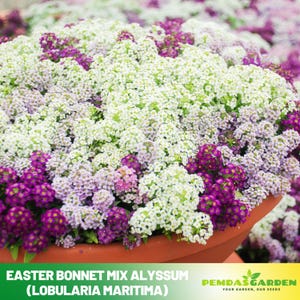 30+ Seeds| Easter Bonnet Mix Alyssum (Lobularia maritima) Seeds - Cold Resistant-Open-Pollinating-Drought Tolerant-Plant in Early Spring#304