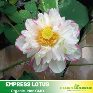 Lotus Seeds (white Pink/ Snow White/ Royal/ Guan Yin/ Mini