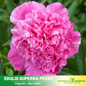 10+Seeds| Edulis Superba Peony Perennial Seeds  - Paeonia - Attract butterflies - Open-Pollinated - Organic - Heirloom -  #B017