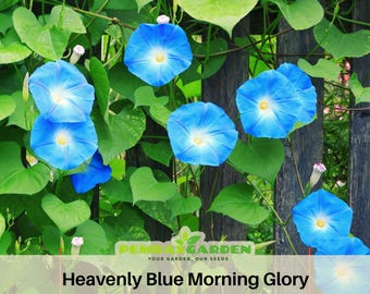 Heavenly Blue Morning Glory Seeds Sky Blue Flower Seeds Climbing Vine Blooming Annual Garden Trellis Ornamental Easy Grow Flowers