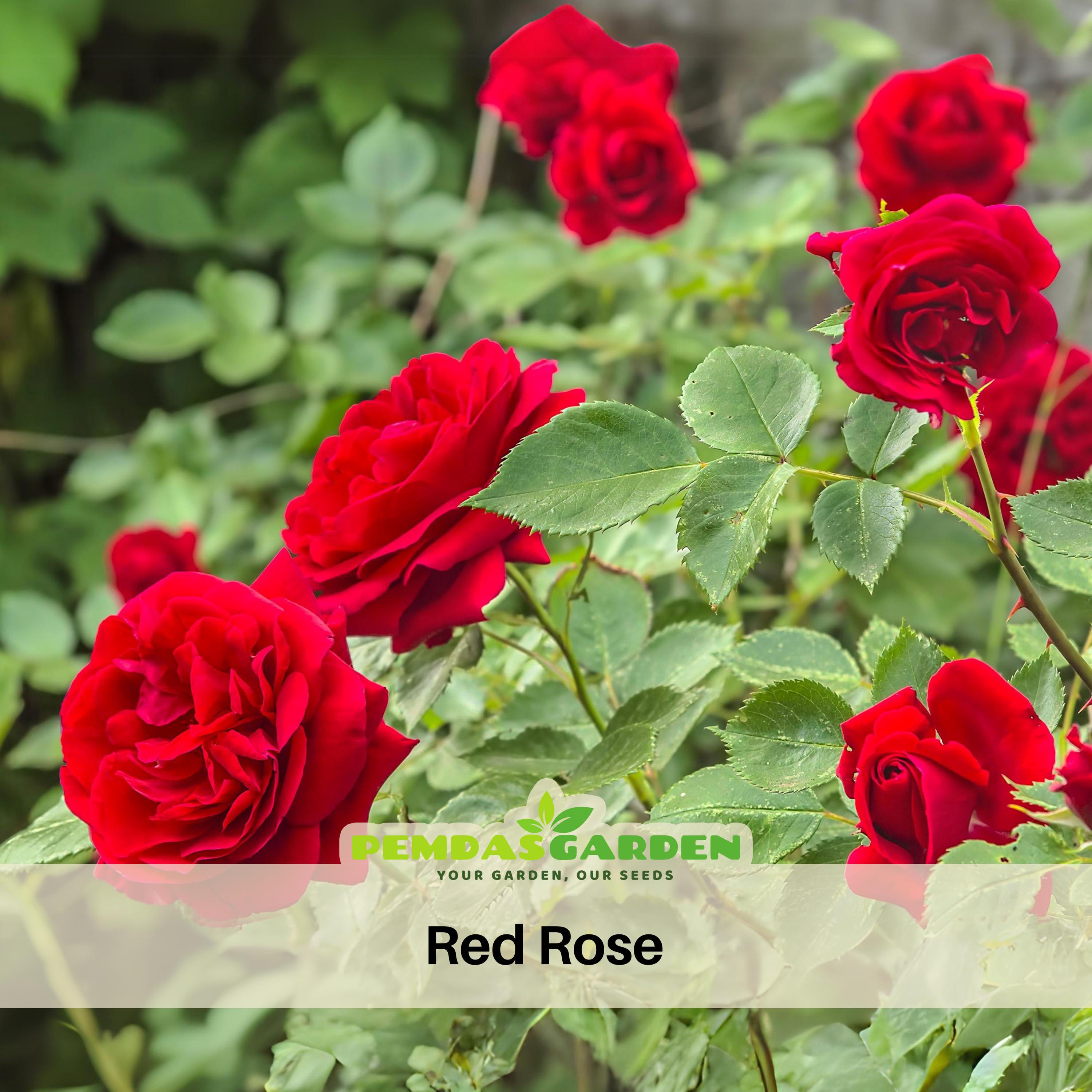 30+ Seeds|red Rose Seeds Perennial - Authentic Seeds - Perennial~gmo Free~~flower  Seeds ~ Asian Garden~ Herbs #1083 - Etsy