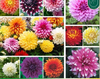 40+ Seeds|  Ultimate Dinnerplate Collection Dahlia Seeds Pollinator Friendly- Open Pollinated - Heirloom - Flower Seeds -  #D037