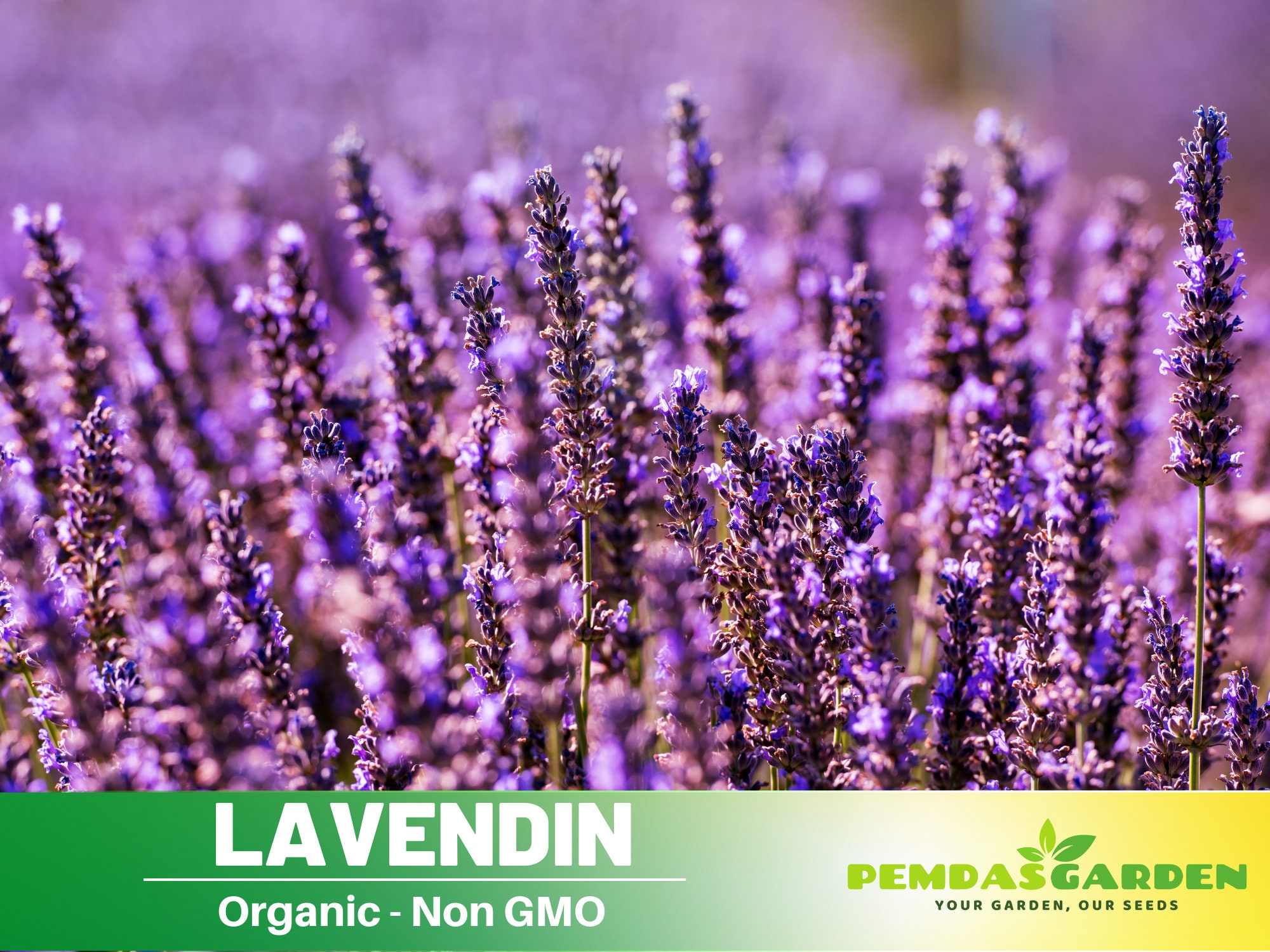 Lavender Seeds For Planting Indoors 100 Seeds| LAVENDIN Seeds