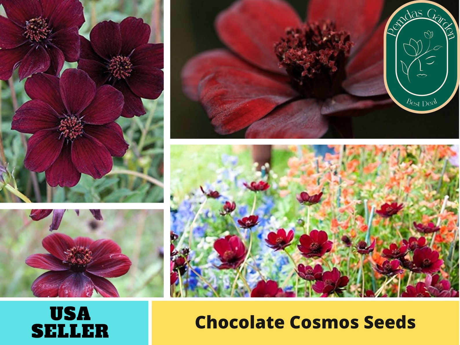 50 Seeds Futaba Rare Chocolate Cosmos Seeds Authentic Etsy