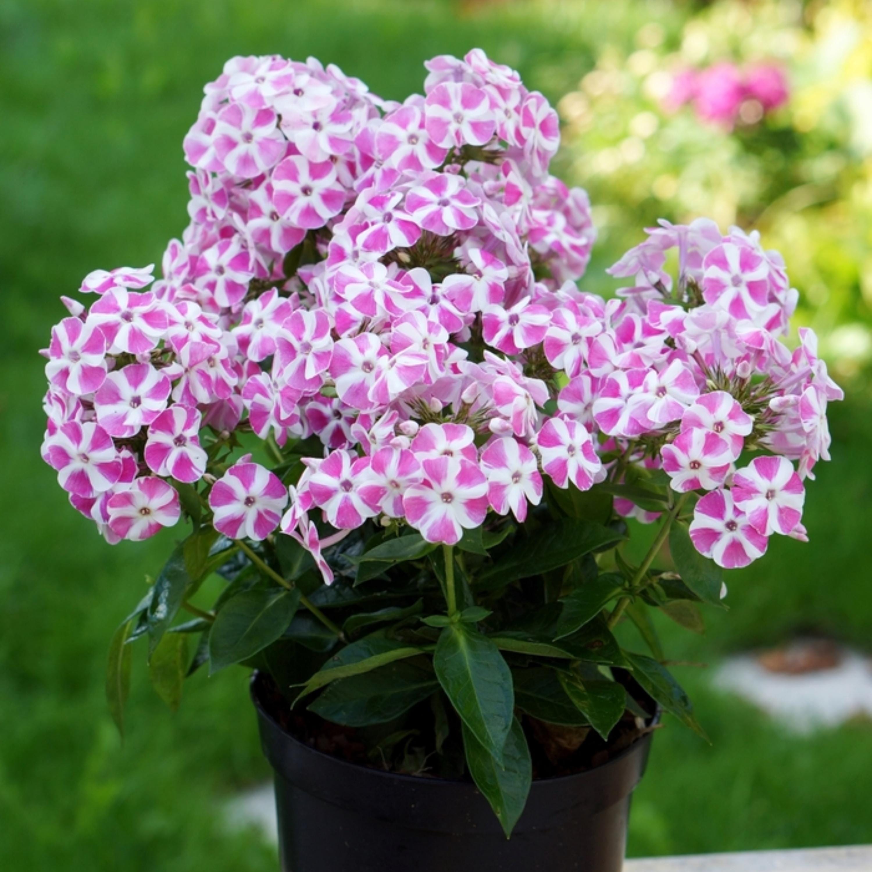 Pink Bambini Candy Crush Phlox Seeds - Cold Resistant - Drought