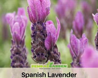 SPANISH LAVENDER Seeds - Heirloom Flower - Culinary &  Herb - Mosquito Repellent - Pollinator friendly