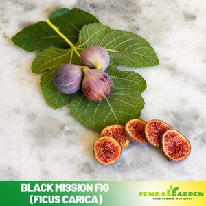May include: A still-life image of Black Mission figs, whole and sliced, with green fig leaves. The whole figs are purple with a hint of brown, and the sliced figs reveal a red interior. The text "BLACK MISSION FIG (FICUS CARICA)" is at the bottom.