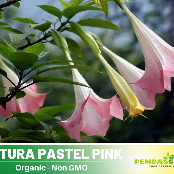 25+ Seeds| Pink Agel's Trumpet Datura Seeds-Perennial -Authentic Seeds-Flowers -Organic. Non GMO -Mix Seeds for Plant-B5G1