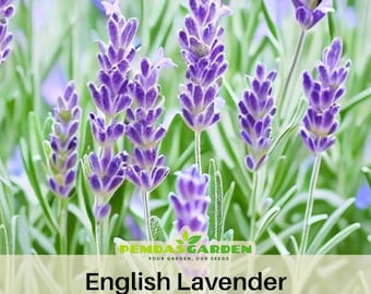 English lavender/TRUE LAVENDER Seeds- Heirloom- Culinary &  Herb - Mosquito Repellent - Pollinator friendly